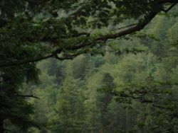 2013-07-20_Regina-F-Rau_Kochel-Rabenkopf (588).JPG